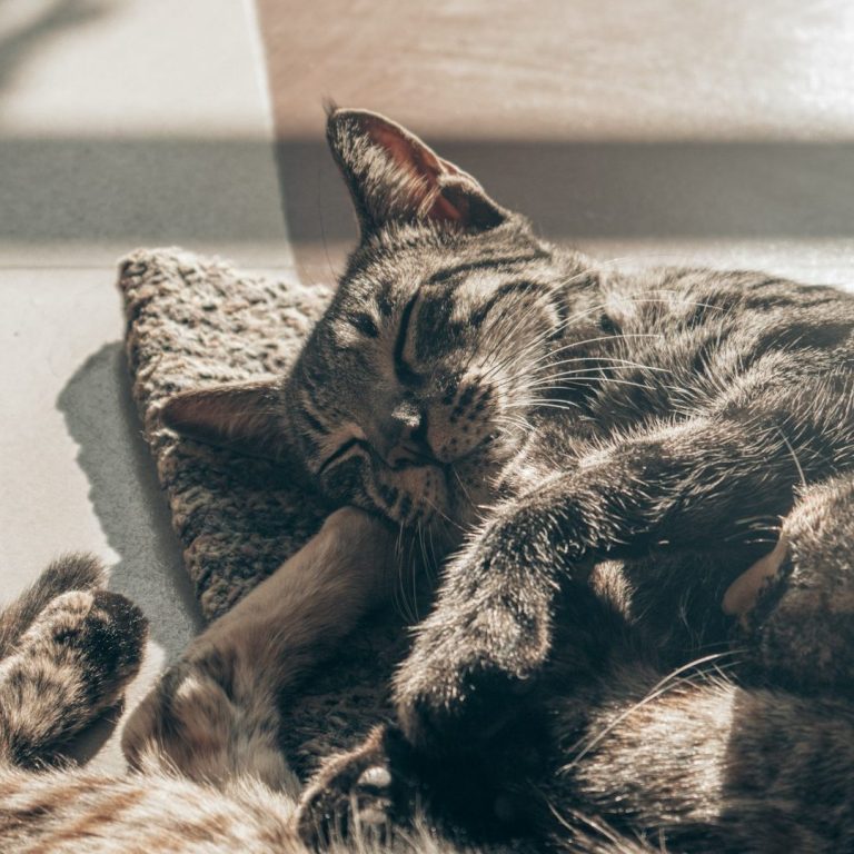 Geborgen und entspannt betreut Entspannte schlafende Katze in vertrauter Umgebung als Zeichen für ruhiges und zuverlässiges Haustiersitting