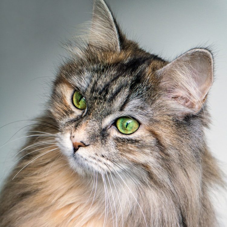 Jedes Tier ist einzigartig Katze als Symbol für individuelle Tierheilpraxis und achtsame naturheilkundliche Betreuung