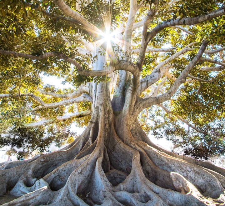 Kraftquelle Natur Großer Baum mit Sonnenlicht als Symbol für natürliche Balance und Tierwohl