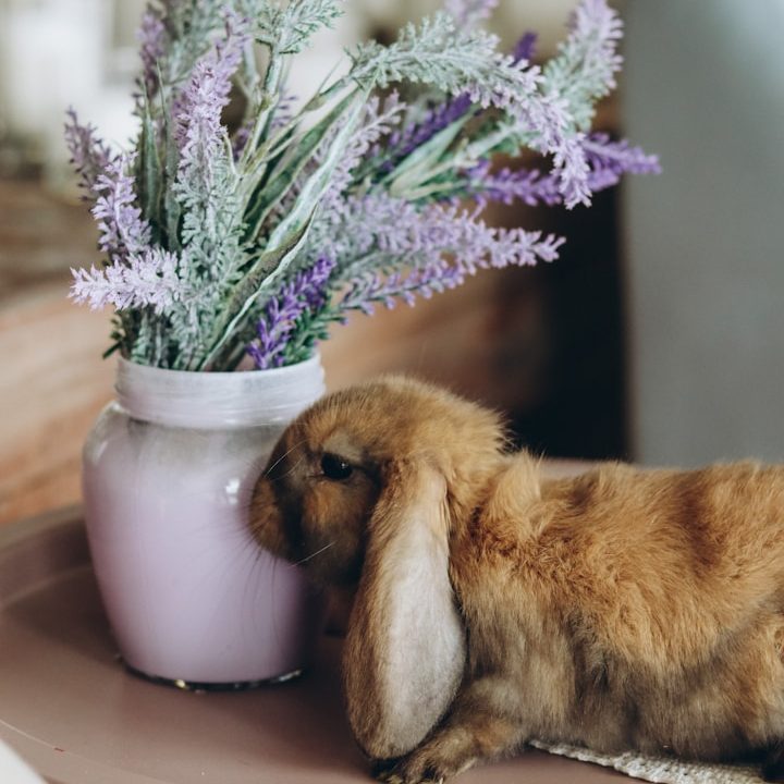 Auch Kleintiere liebevoll betreut Kaninchen in ruhiger Wohnumgebung als Beispiel für liebevolle Betreuung von Kleintieren im Haustiersitting