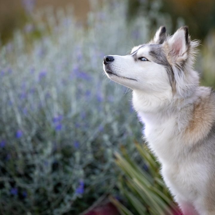 Sichere Anwendung ätherischer Öle bei Tieren Hund im Lavendelfeld als Symbol für sichere und individuell abgestimmte Anwendung ätherischer Öle bei Tieren