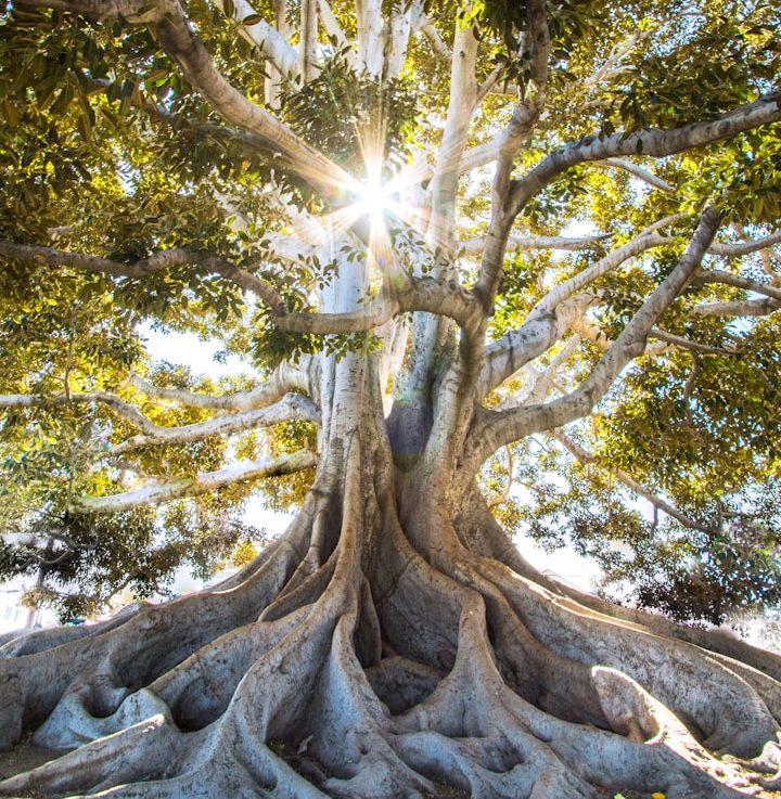 Kraftquelle Natur Großer Baum mit Sonnenlicht als Symbol für natürliche Balance und Tierwohl